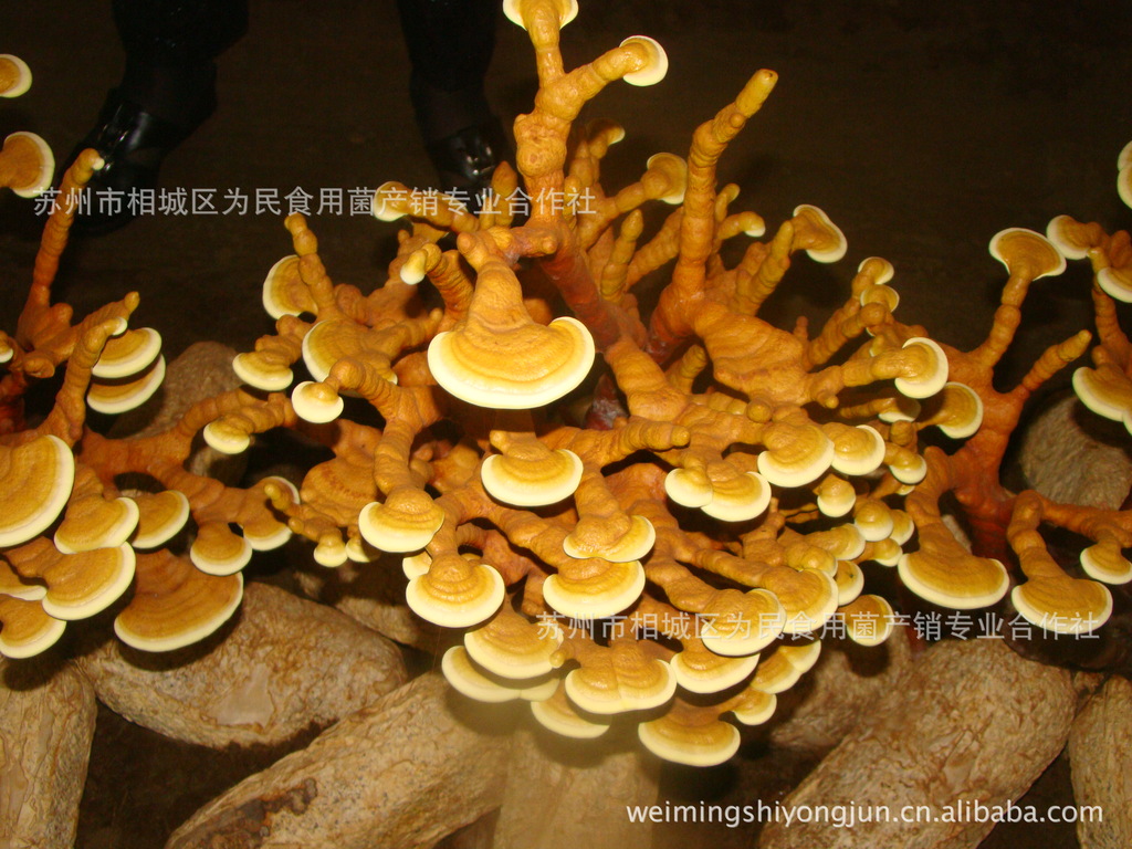 特价批发灵芝盆景团购,送礼体面图片,特价批发