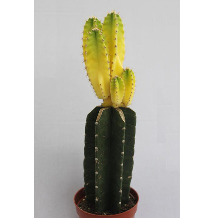 【批发室内植物可防辐射的小盆栽仙人掌 (A90