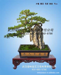 ���¹�Ӧ�Խڰ������۴���(ͼ)