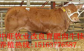 西门塔尔牛市场价格、哪里有卖牛的、牛品种改良产品供应