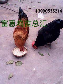 壁纸 动物 狗 狗狗 鸡 240_320 竖版 竖屏 手机 gif 动态图 动图