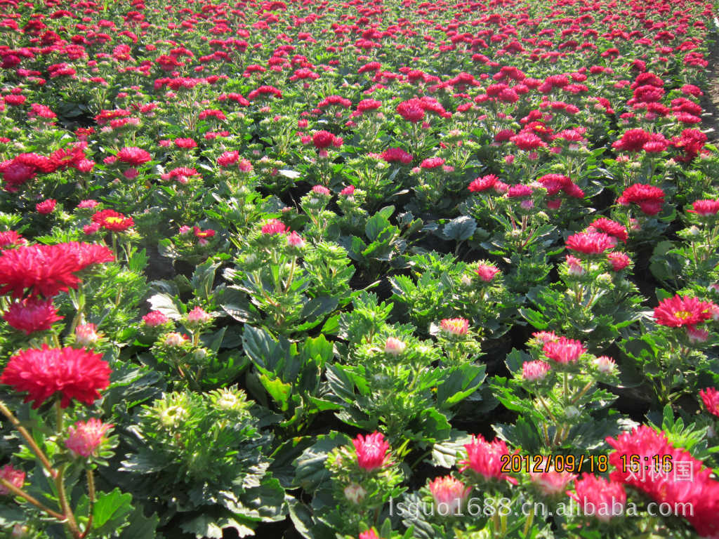 【无中介大量供应十一时令草花,翠菊,一支笔鸡