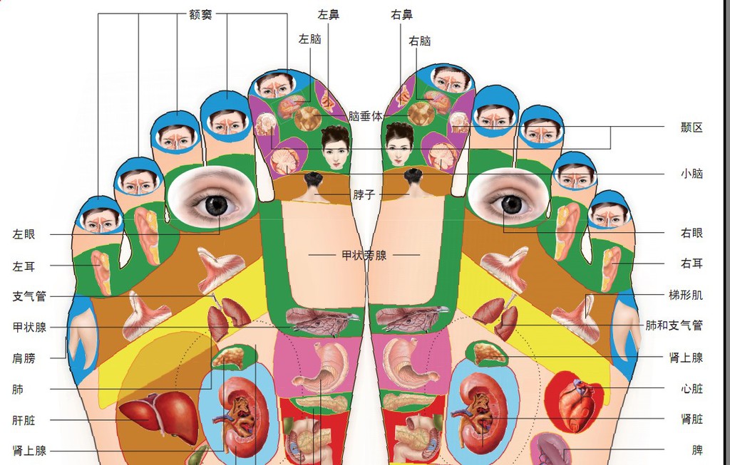 足部全息诊疗挂图,足部全息穴位图解,足部全息穴位治病疗法