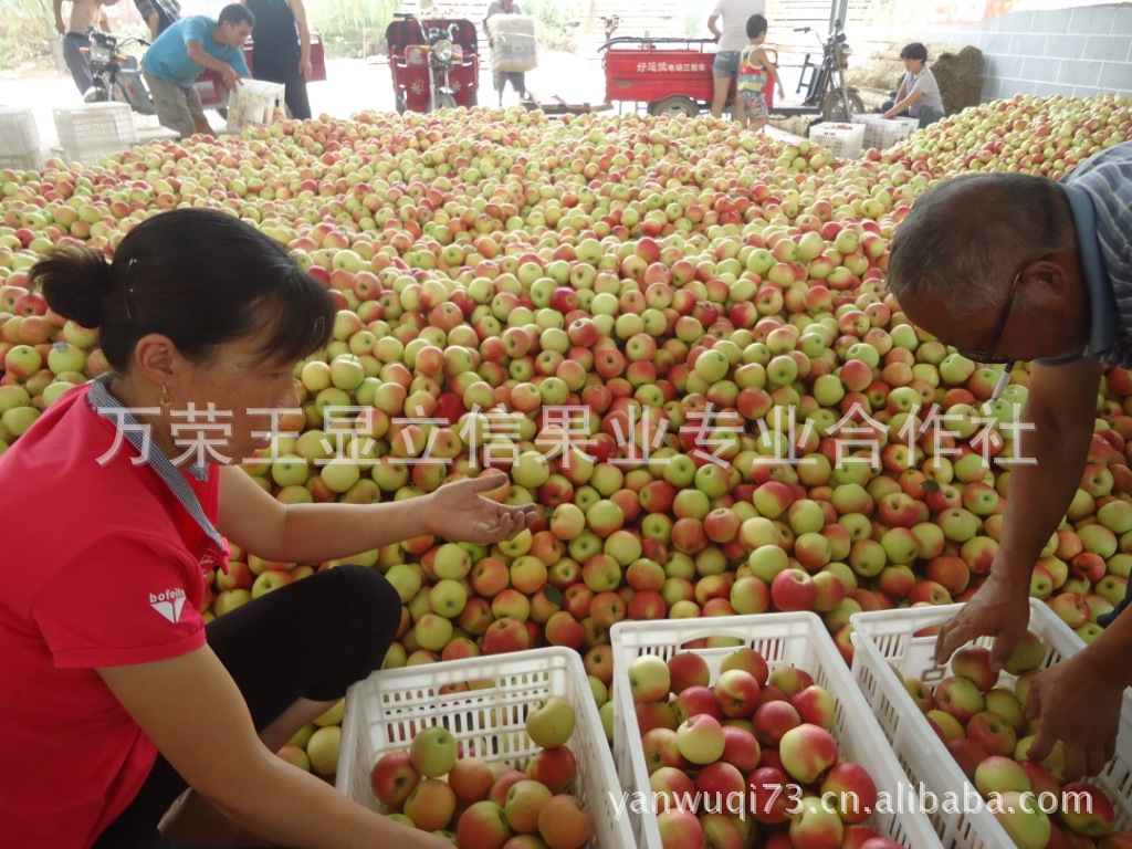 【山西万荣苹果 嘎啦苹果 脆甜可口】价格,厂家