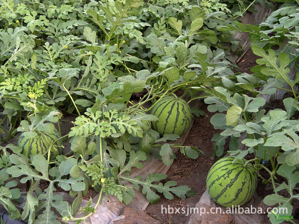 西瓜-代理:河北保定清苑县6月大棚、中棚、露