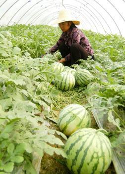 麒麟西瓜 海南西瓜