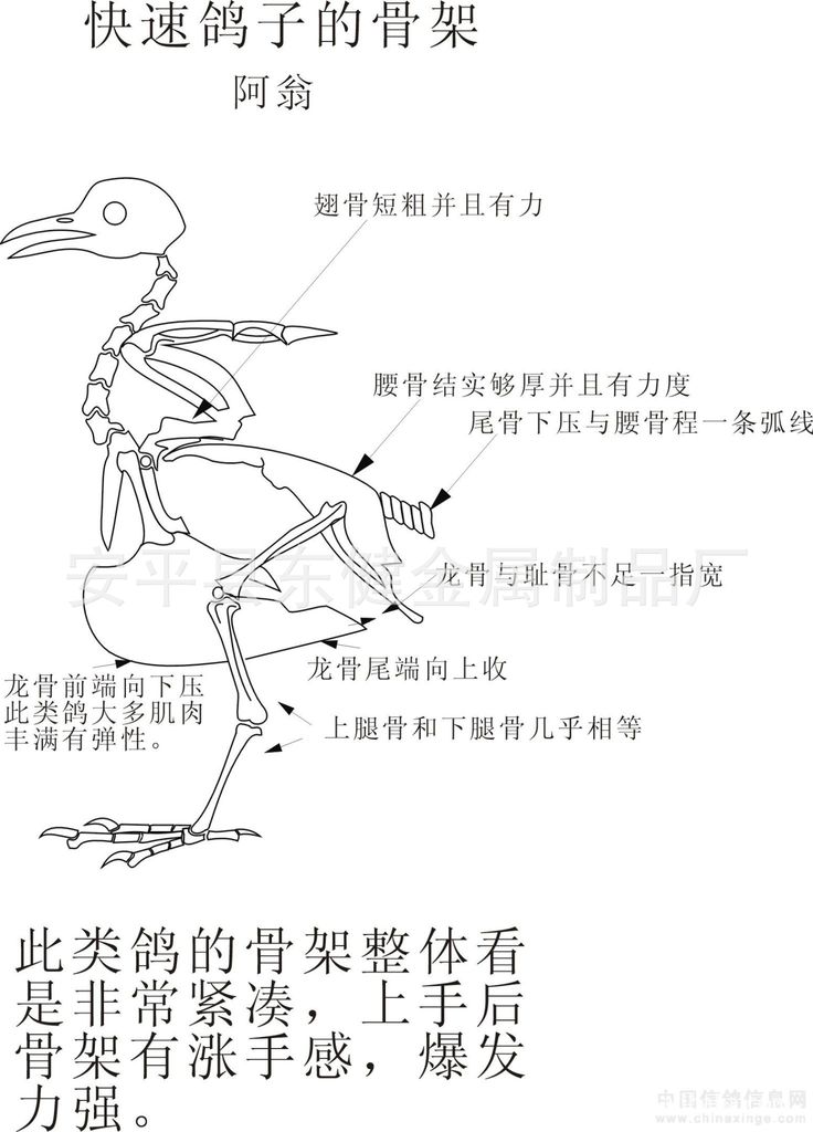 鸽子的骨骼事宜图