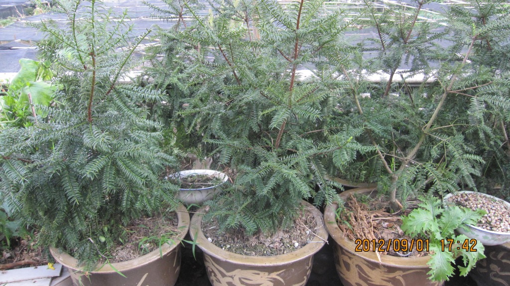 限量供应盆栽香榧苗 16盆 地径4.0左右