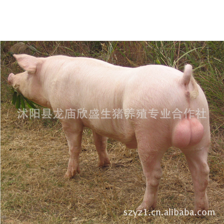 养殖黑猪种猪供应长白种猪大约克种猪太湖猪母猪