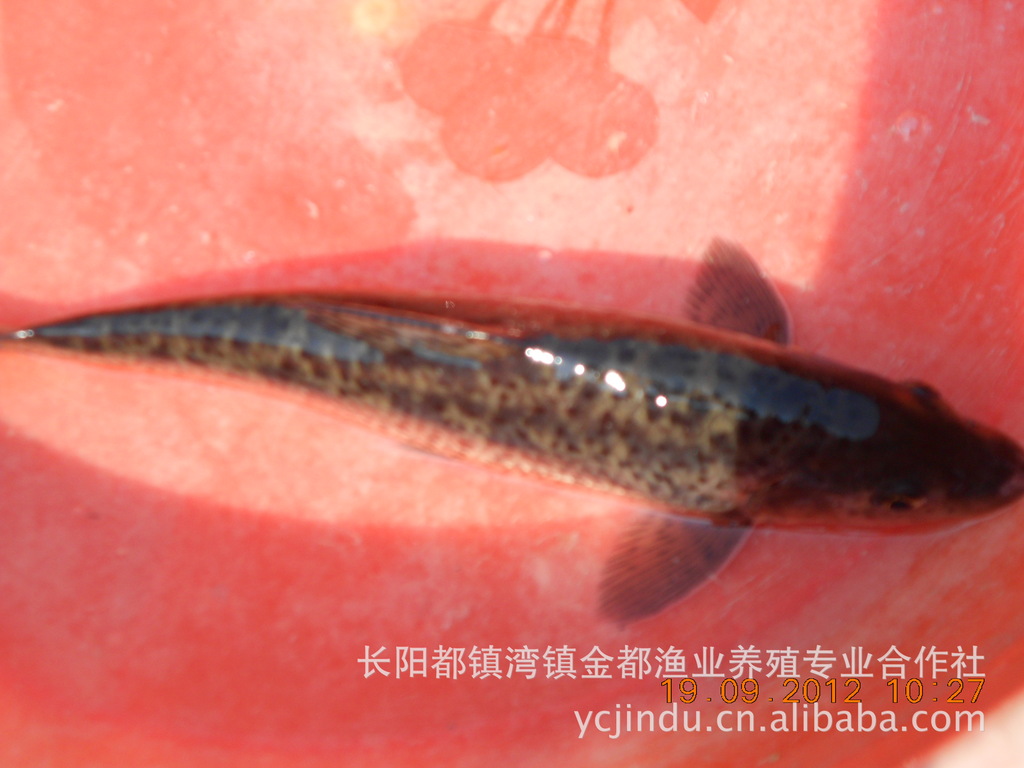 正宗清江淡水生态养殖花鼓鱼,纯天然绿色食品