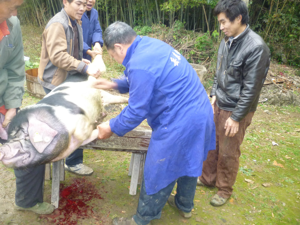 简加工肉类-长期供应土家族散养土猪肉,不吃饲
