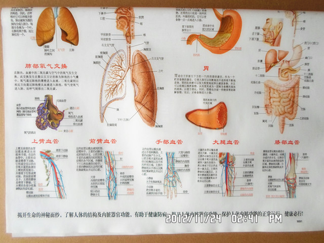「图」人体结构内脏器官功能图解 穴位图之一