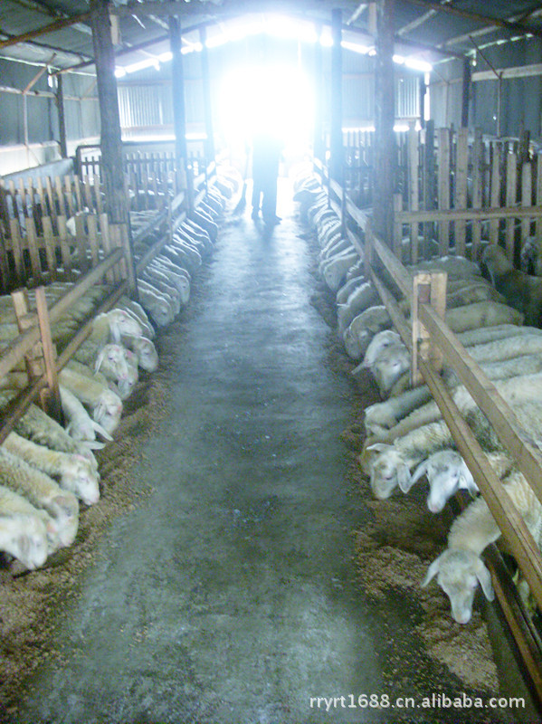 【优质供应】湖羊种羊，欢迎大家来考察，订购！