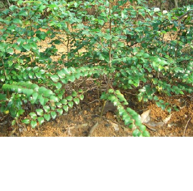 <em>马甲子</em>树简介_mgzl2012 - 阿里巴巴博客