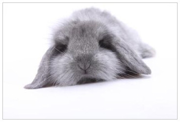 【宠物活体兔子宝宝 宠物兔宝宝 黑白混色荷兰