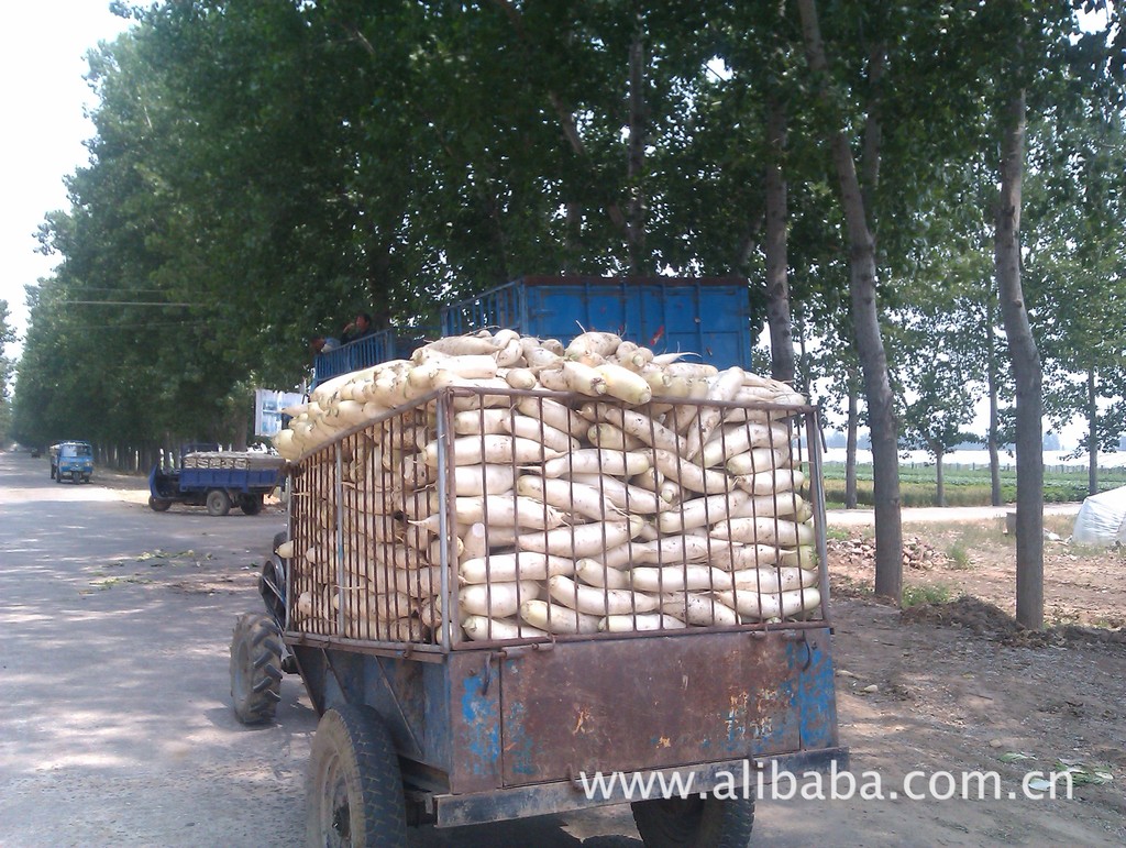 【大量供应白萝卜6分钱一斤】价格,厂家,图片