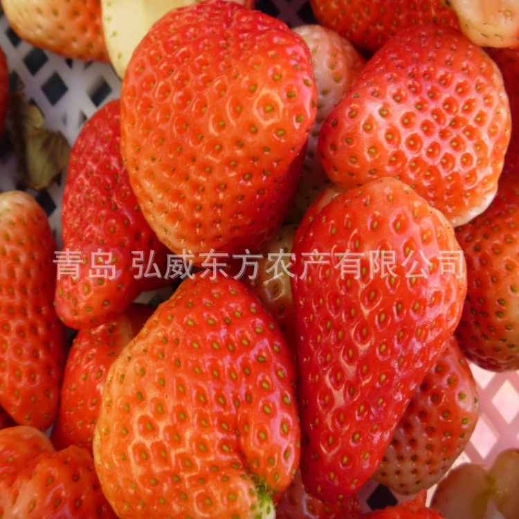 草莓制品  大量供应冷冻保鲜脱水全明星美十三甜查理规格齐全价格优惠
