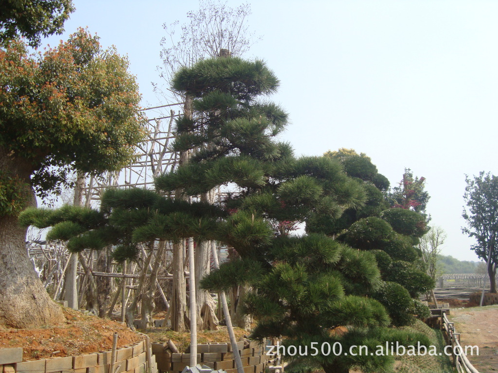 盆景-大规格红花紫薇树盆景,黑松迎客松盆景,桂