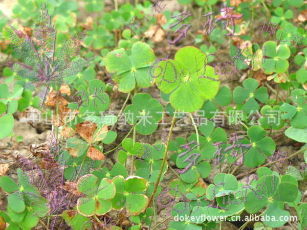 【天然花材 干花 押花 四叶幸运草】价格,厂家,图片,林业产品,中山市东升镇多琦工艺品厂-马可波罗网