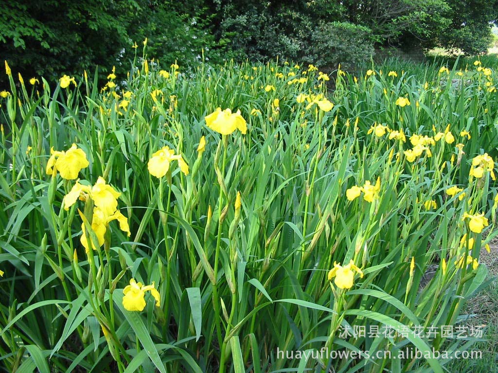 黄菖蒲价格