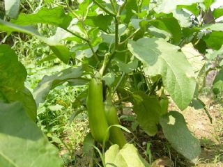 【供应散装【家常食品】青茄子】价格,厂家,图