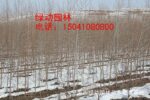 供应1.7米以上白榆 榆树 白榆 小苗 2年生白榆价格