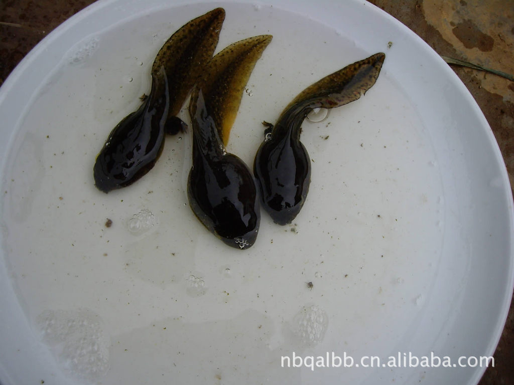 供应,批发美国青蛙蝌蚪,牛蛙蝌蚪【提前预定】