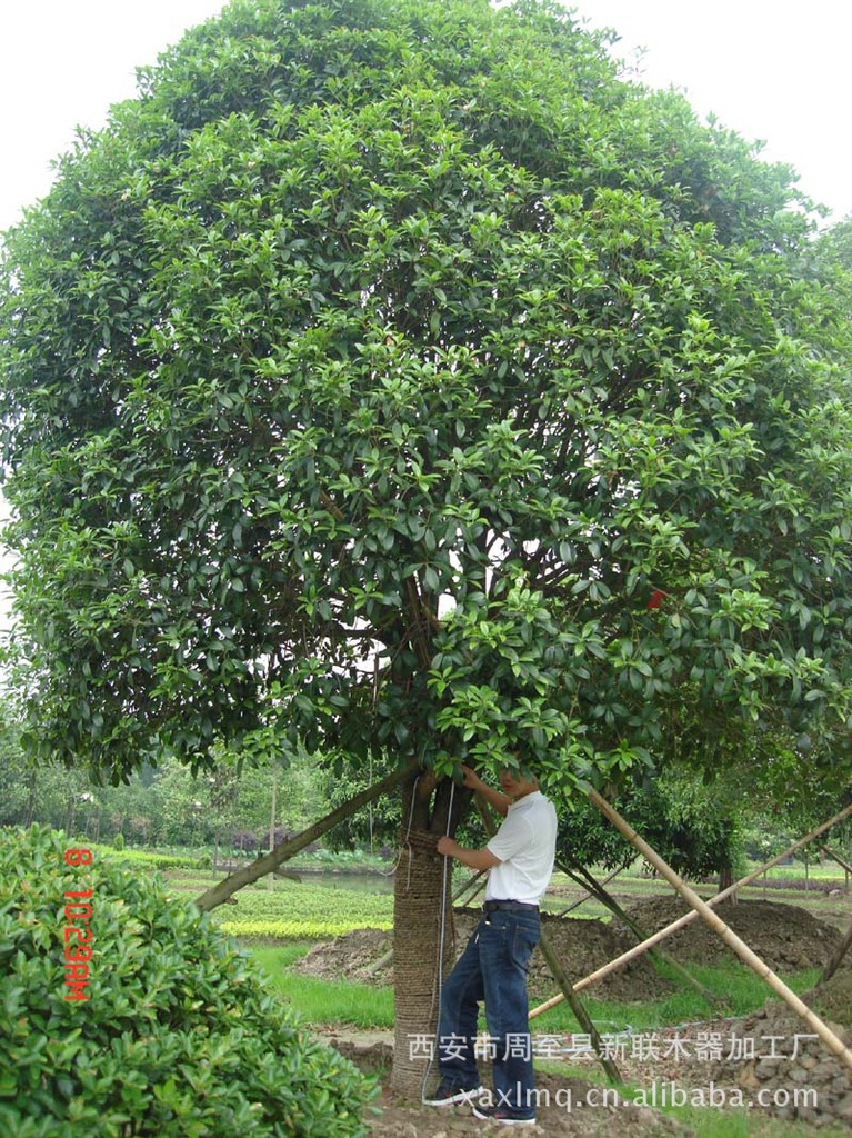 长期出售 大叶女贞 花卉 大叶女贞15公分 西安