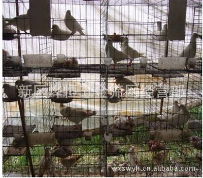 【供应生产】鸡鸽兔宠物笼送货 无锡江阴常州