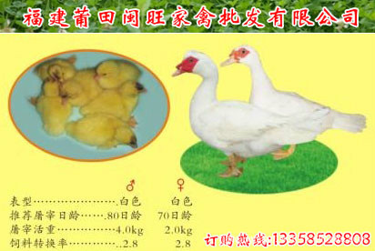 莆田本地番鸭苗【孵化厂直供】13358528808