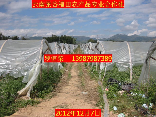 【大量云南麒麟西瓜 2012.12.7已开始大量供货