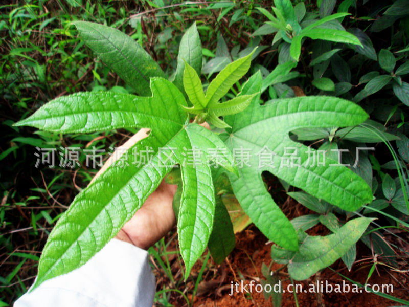 【五指毛桃 扎把 河源特产】
