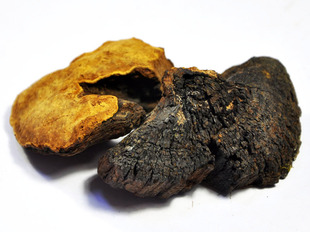 植物原药材-优质中药材 桑黄 防癌 降脂 保肝 长