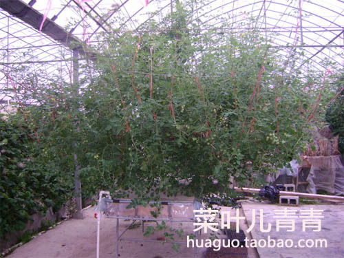 【寿光菜博会专用品种 黑番茄树种子 央视特别
