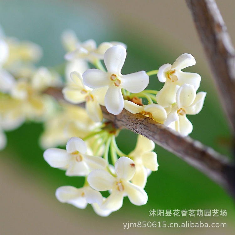 供应桂花种子 金桂种子 丹桂 月月桂日香桂沙藏直接播种保证出芽