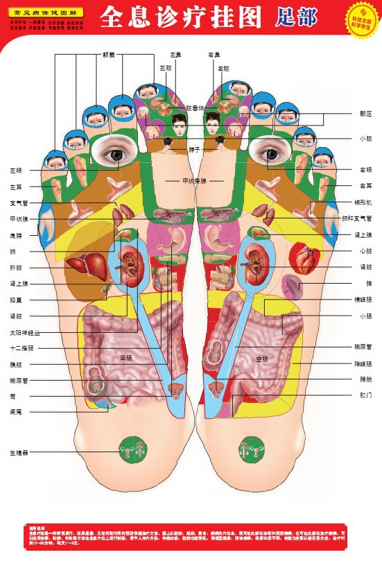 足部全息诊疗挂图,足部全息穴位图解,足部全息穴位治病疗法