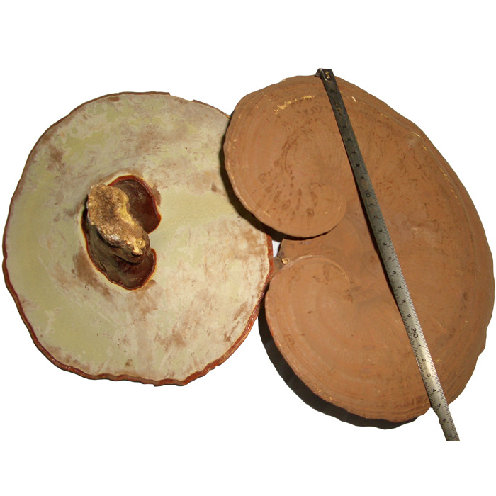 東北特產長白山靈芝 東北木靈芝 赤芝紅芝 有機靈芝500g 免運費 