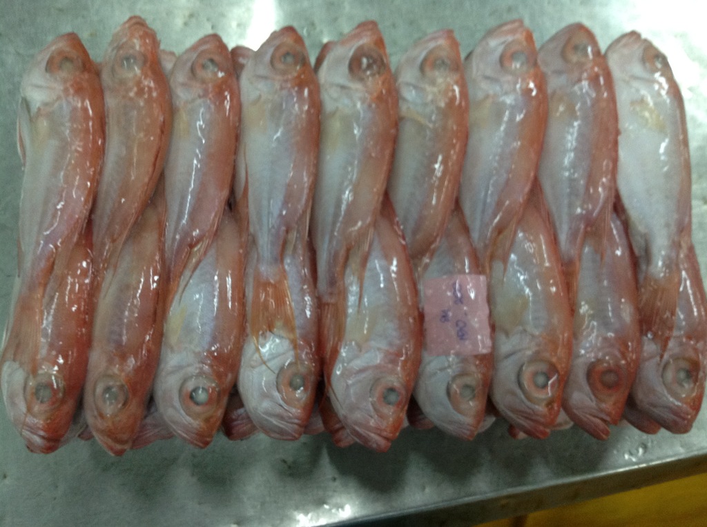 【华祥水产】冷冻海产 长期供应 红目鲢 冻红目