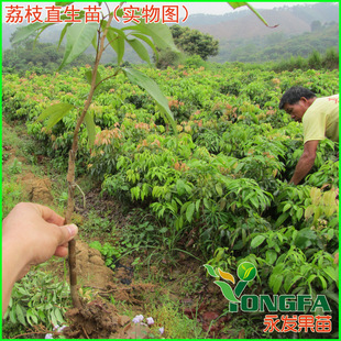 荔枝直生苗 荔枝实生苗 40-80公分高 荔枝树苗 实地现场挖苗