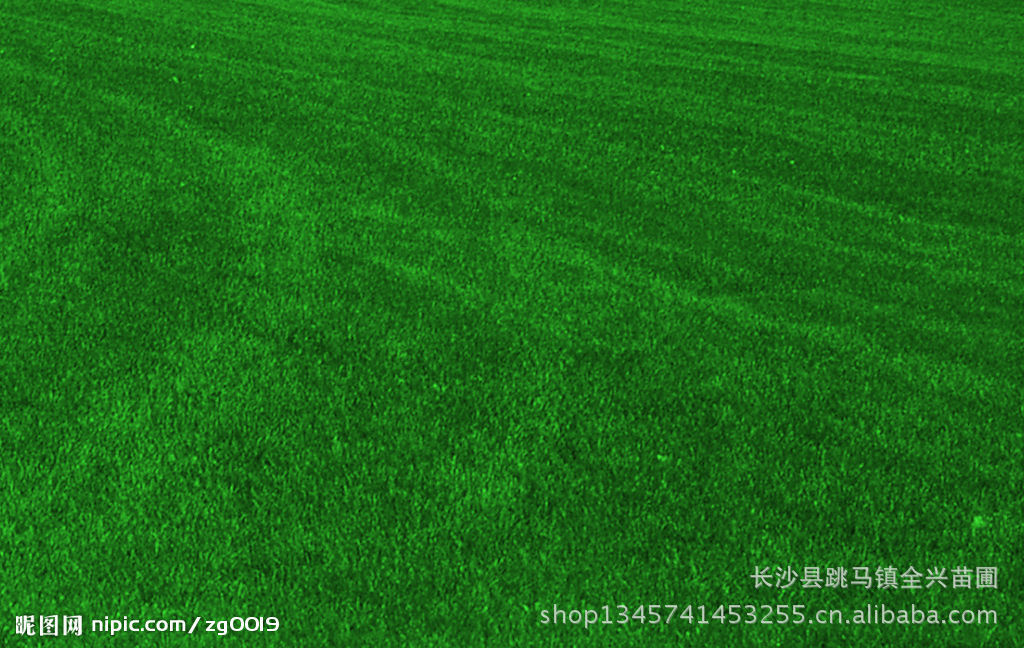 大量供应台湾青草皮 品质优良价格实惠-台湾青