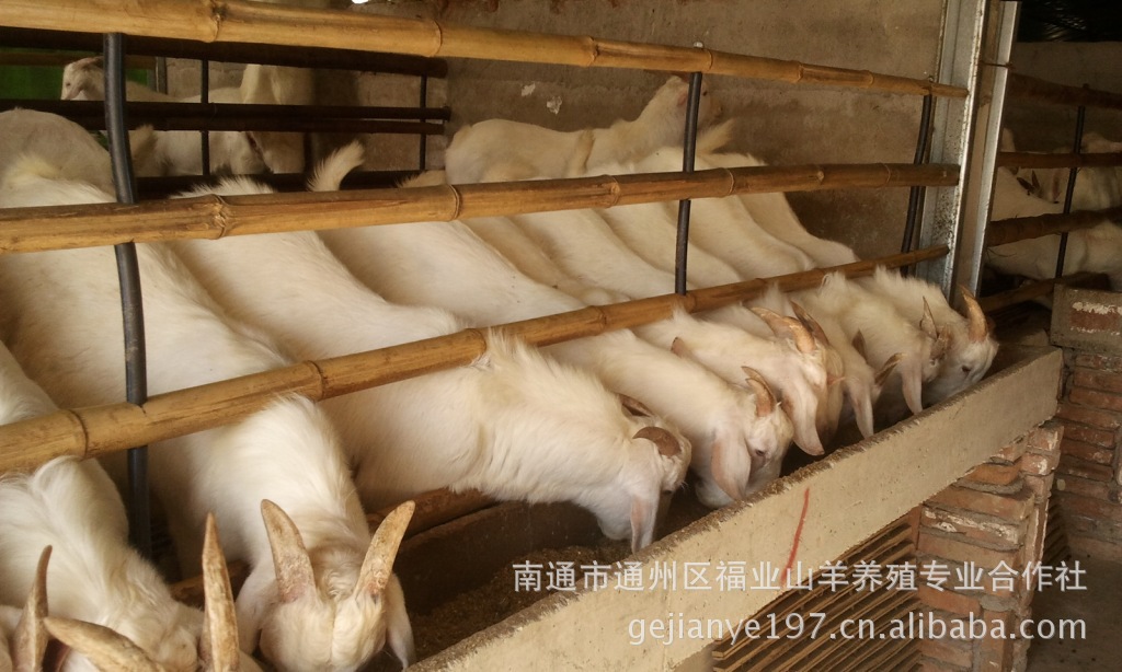 品种:白山羊 产地/厂家:南通 用途:肉羊 公母:母 体长:100(cm)  体高