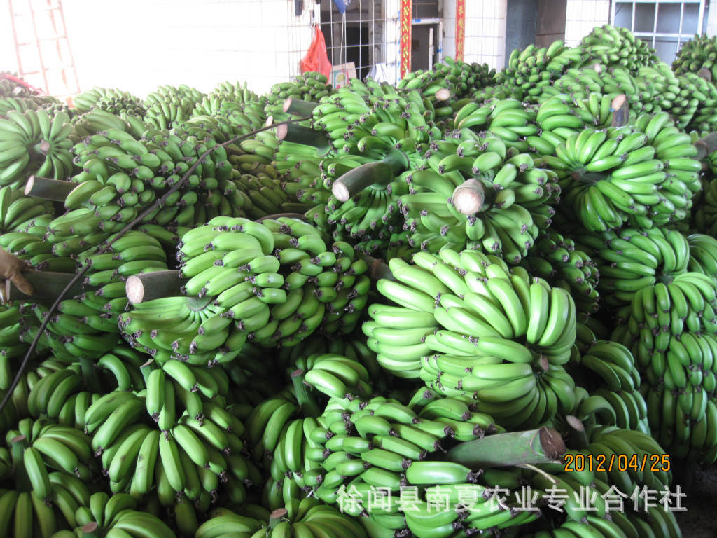 代收香蕉 海南；徐闻优质热带水果香蕉 粉蕉
