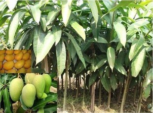 水果种子、种苗-果苗 芒果苗 果树苗 为嫁接芒