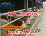 山东益民肉牛养殖基地出售肉牛犊、小牛犊、黄牛犊、小肉牛犊