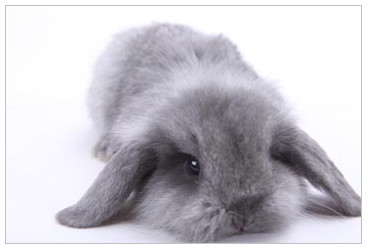 【宠物活体兔子宝宝 宠物兔宝宝 黑白混色荷兰