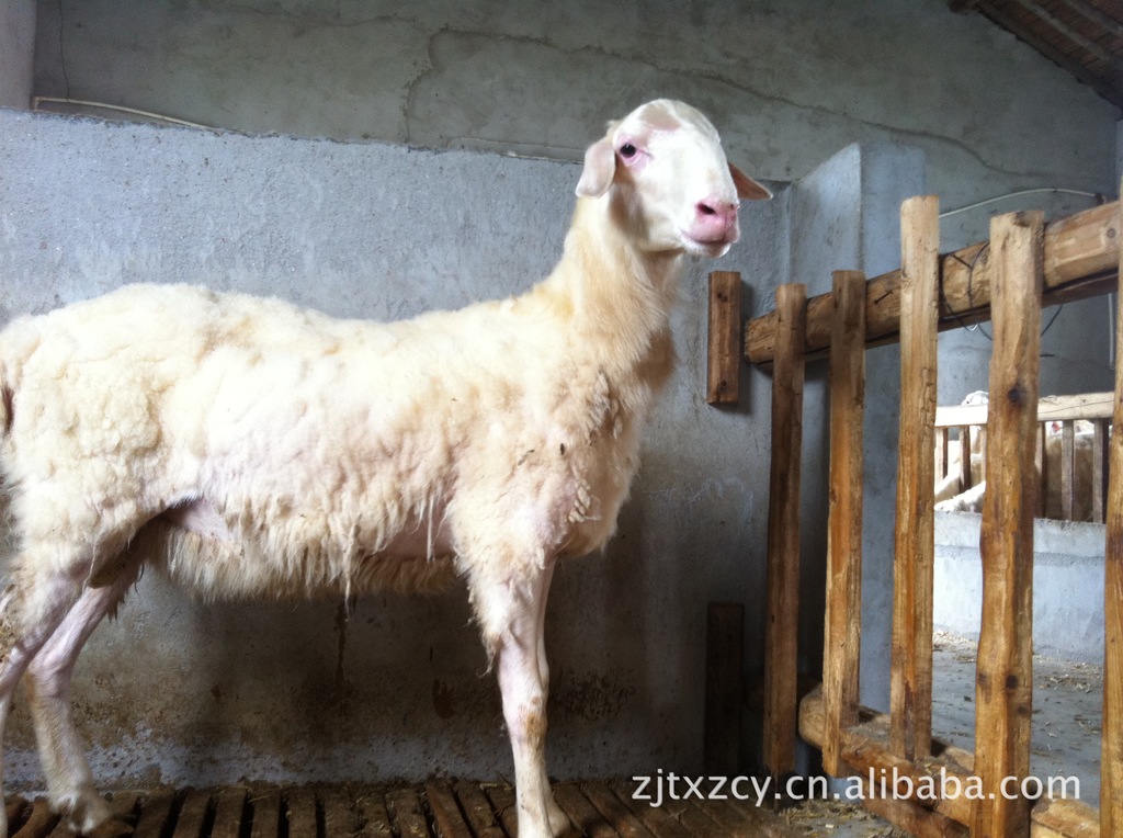 常年供应 优质湖羊种羊  桐乡 提供技术 湖羊种羊