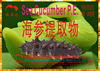 海参提取物(Sea Cucumber P.E.)