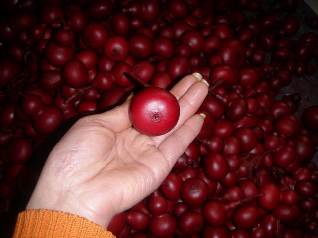 批发采购葫芦器-供应工艺葫芦品(图)煮色手捻葫