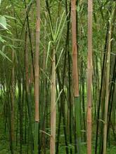 青皮竹苗_青皮竹苗批发_青皮竹苗供应