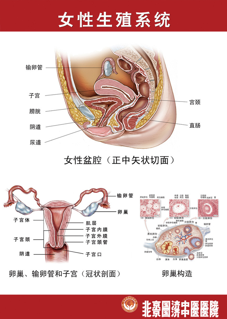 93素材健康海报展板245女性生殖系统解剖图图片_2